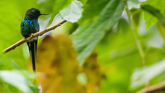 Green Thorntail Hummingbird 綠刺尾蜂鳥 (CR170)
