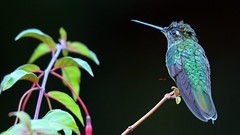 Magnificent Hummingbird 華麗蜂鳥 (CR172)