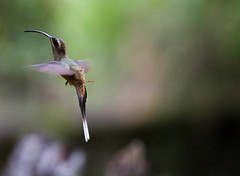 Long-billed hermit Hummingbird 長尾隱蜂鳥 (CR173)