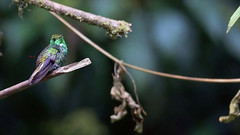 Coppery-headed Emerald Hummingbird 銅頭麗蜂鳥 (CR168)