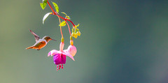 Magenta Throated Woodstar  Hummingbird 喉林星蜂鳥 CR175