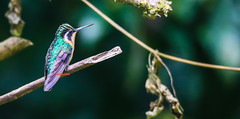 Purple-throated Mountain-gem Hummingbird 紫喉寶石蜂鳥 CR176