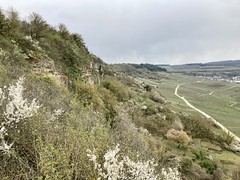 Naturparadies Nitteler Felsenpfad - April
