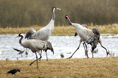 Gruidae - Cranes - Tranor