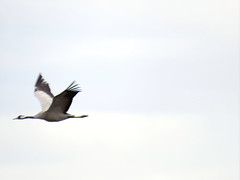 Common crane, Grus grus, Trana