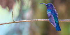 Violet Sabrewing Hummingbird 紫刀翅蜂鳥 CR178