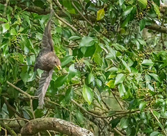 Female Blackbird feeding on berries