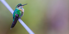 Rufous Hummingbird 棕煌蜂鳥 CR180