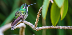 White-throated Mountain-gem Hummingbird 白喉寶石蜂鳥 CR182