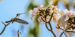 Plain-capped Starthroat Hummingbird 純頂星喉峰鳥 CR185