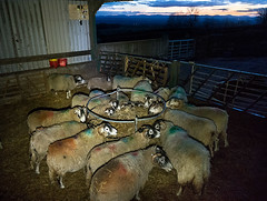 Lambing time, Keisley, Cumbria