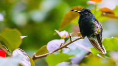 Black-belled Hummingbird 黑腹蜂鳥 CR187