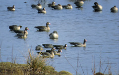 Greater white-fronted goose, Anser albifrons, Bläsgås