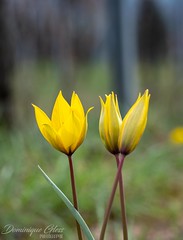 Tulipe des Vignes - Wild tulip