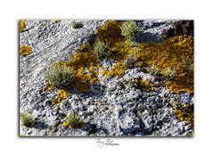 Lichens all types