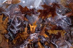 Ice and leaves