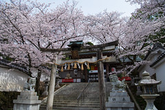 (Kyoto) Iwaya-jinja 岩屋神社