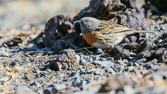 Robin Hodgson Sparrow 鴝岩鷚 SKD27
