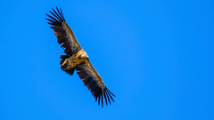 Eurasian Griffon Vulture (歐亞兀鷲) 高原兀鷲 SKD31