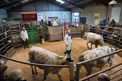 Cattle sale, Bentham Mart, 05/04/22