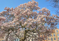 Bloeiende magnolia @Dijleterrassen in Leuven (Maart 2022)