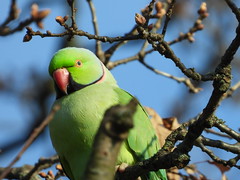 ~Ring-necked parakeet  ~