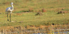 Eurasian spoonbill 白面琵鷺 IMH07