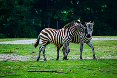 Grant's zebra