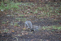Squirrels of South Carolina