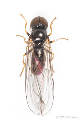Diptera: Brachycera: Pipunculidae