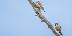 Eurasian Tree Sparrow 蒙古樹麻雀 IMH31