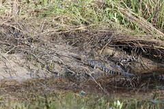 4-7-2022 American Alligators (Alligator mississippiensis)- Juveniles