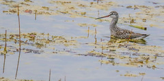 Spotted redshank 鶴鷸 IMH11