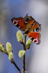 Moths and Butterflies Poland