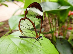 Papillon de verre - Glasswing butterfly