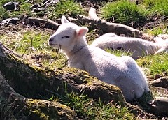 March Morning Run & First Lambs