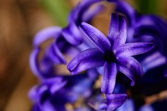 Purple, Blue, and Orange Flowers
