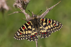 Butterflies in Spain / Mariposas diurnas de Espana