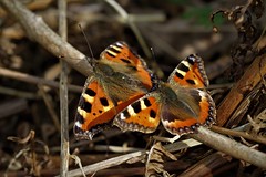 Butterflies of Crowborough