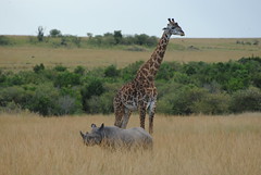 Masai Mara, April 2022