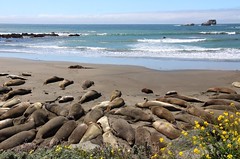 ~ Blubber is Beautiful ~ The Elephant Seal Rookery at the Piedras Blancas, California's Central Coast March 2022