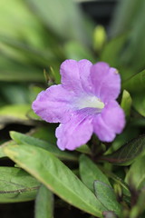 Ruellia aff. hygrophila Mart.