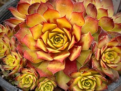 Beautiful Succulents