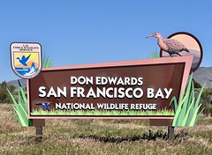 Don Edwards San Francisco Bay 4-15-2022