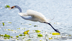 Great egret captures fish 2022