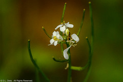 Wildflowers - White Campion