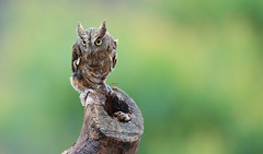 Eurasian Scops Owl 西紅角鴞 HXD31 