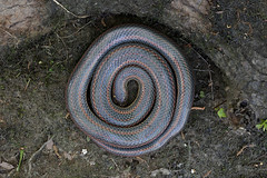 4-2-2022 Rainbow Snake (Farancia erytrogramma erytrogramma)