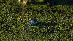 | Blue Male Moor Frogs | Lille Vildmose, Denmark | 15-04-2022 |