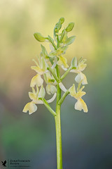 Orchide di Provenza (Orchis provincialis)